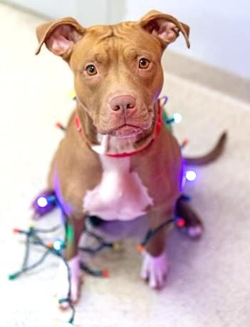 CLARICE, Adoptable, Young Female Pit Bull Terrier.