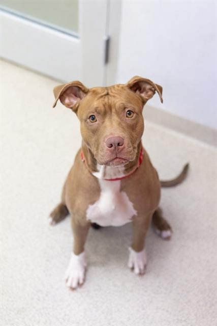 CLARICE, Adoptable, Young Female Pit Bull Terrier.
