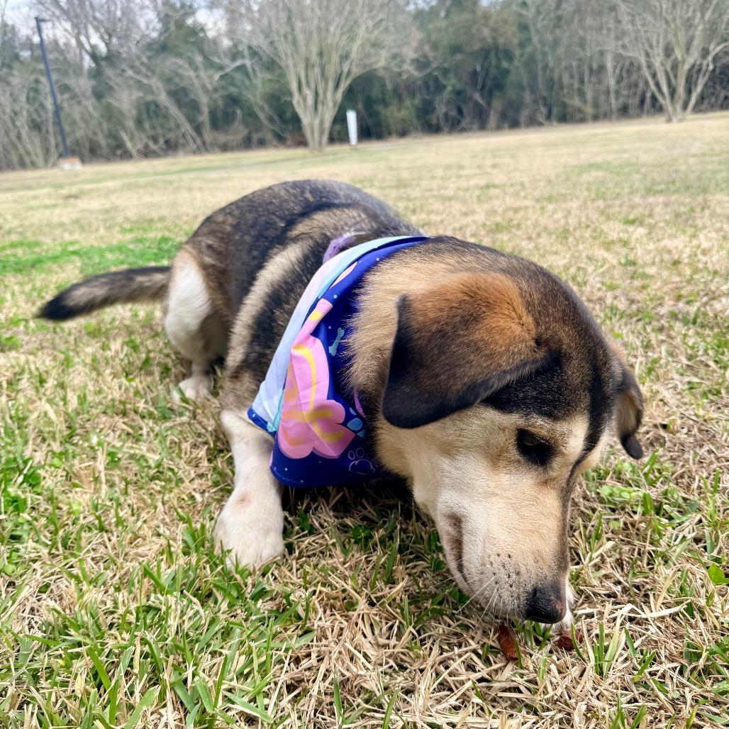 Montana — thumbnail 4