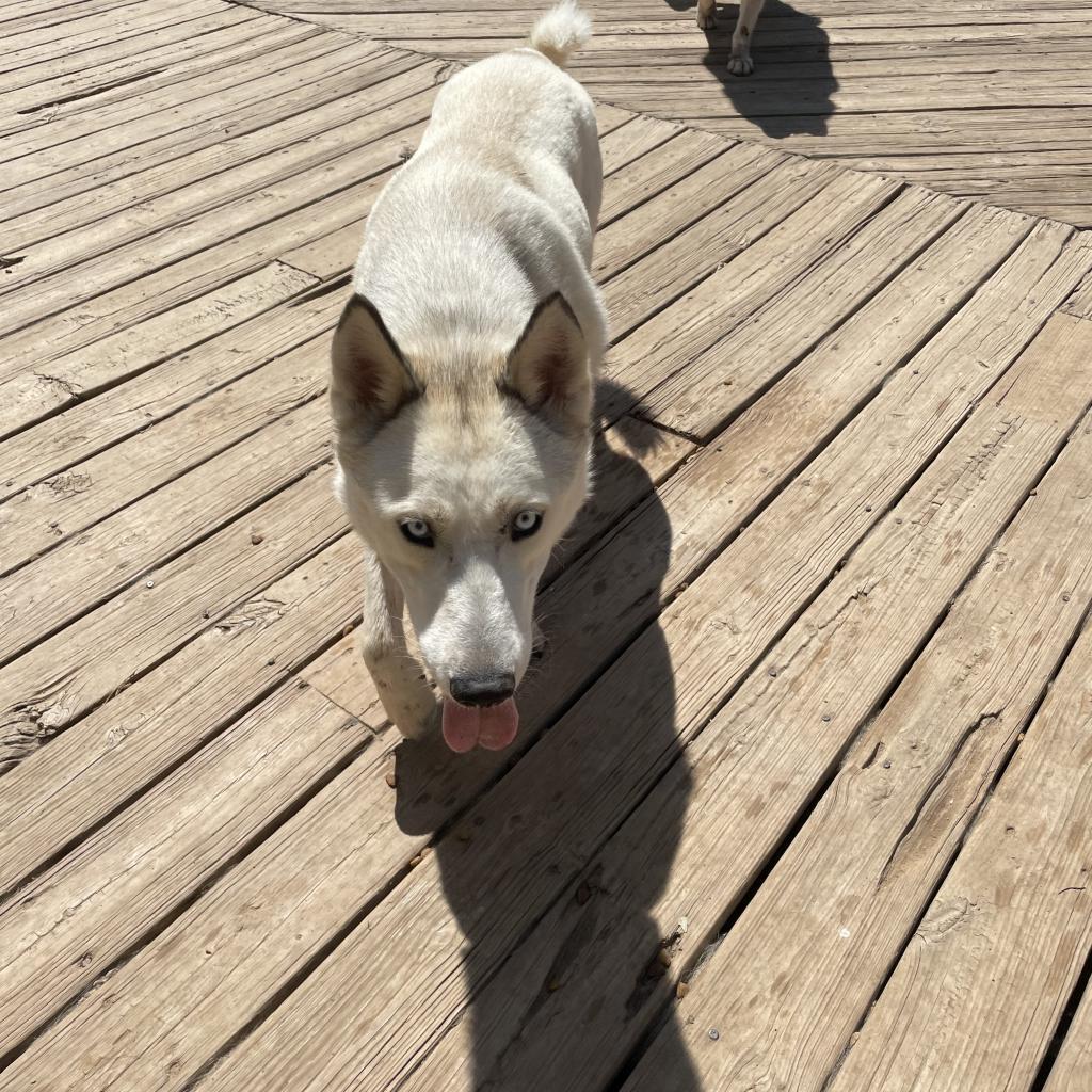 Enlarge Gibson, a Adoptable Husky in Eufaula, OK image 1/1
