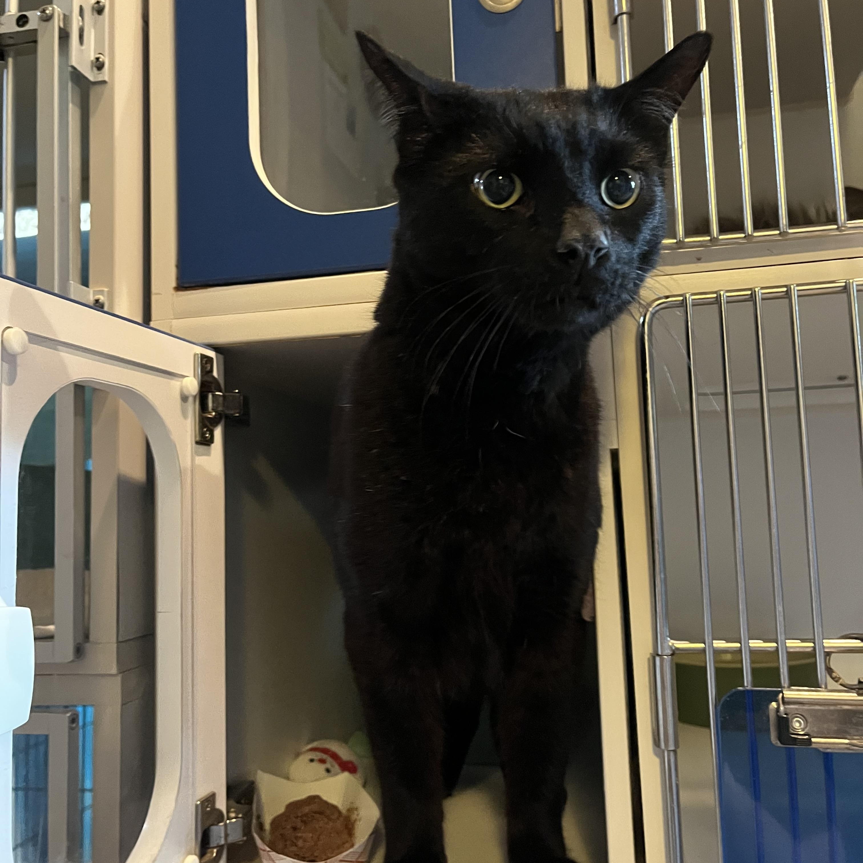 Arnesto, ADOPTABLE, Adult Male Domestic Short Hair.