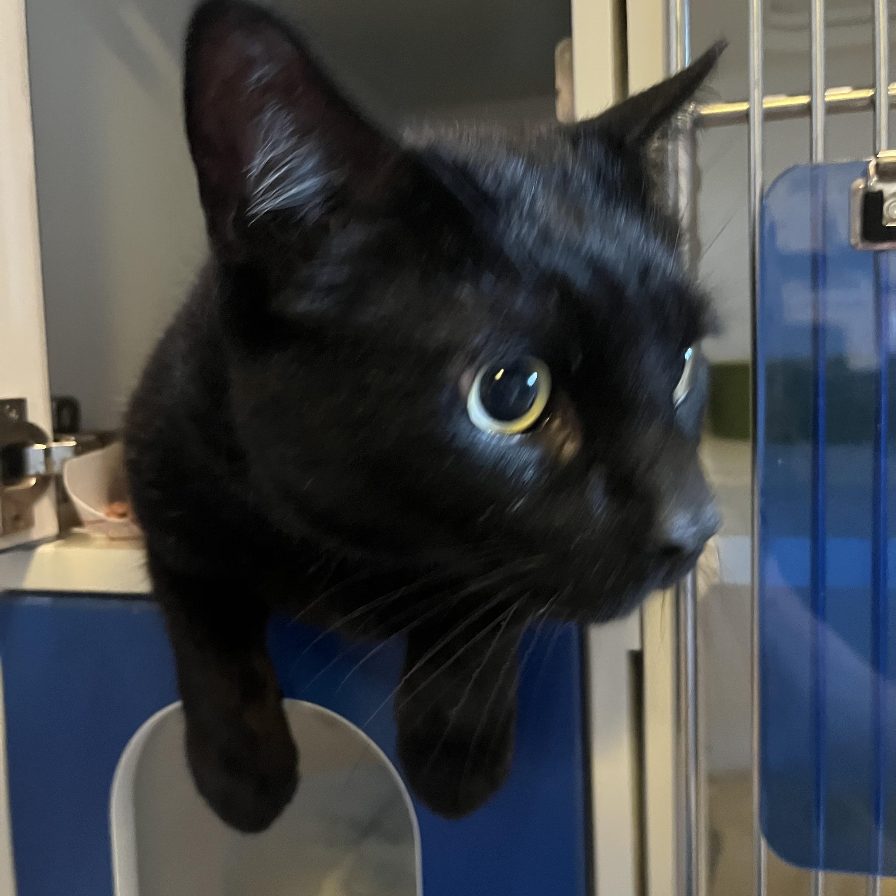 Arnesto, a ADOPTABLE Domestic Short Hair in Salisbury, MA image 2/6