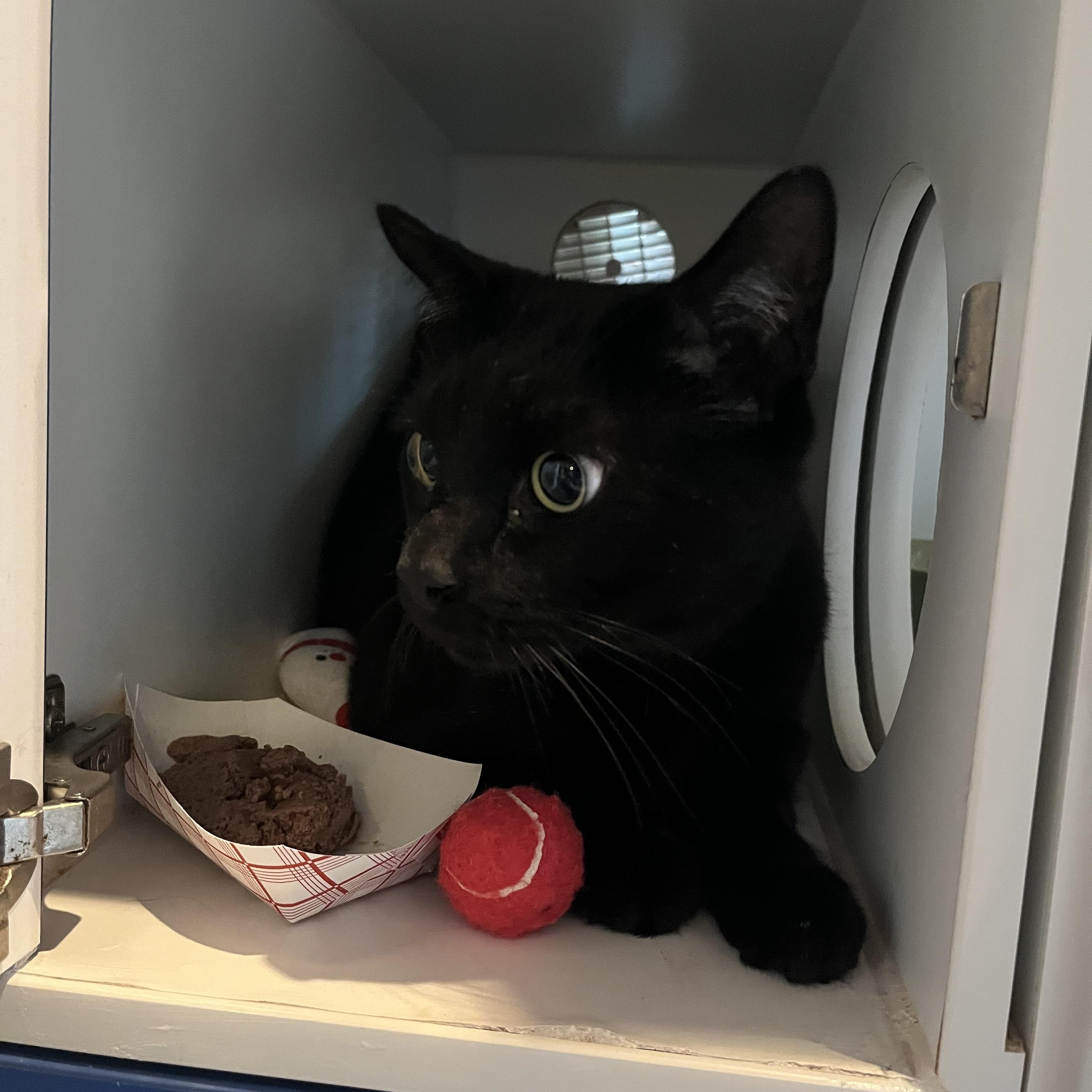 Arnesto, a ADOPTABLE Domestic Short Hair in Salisbury, MA image 5/6