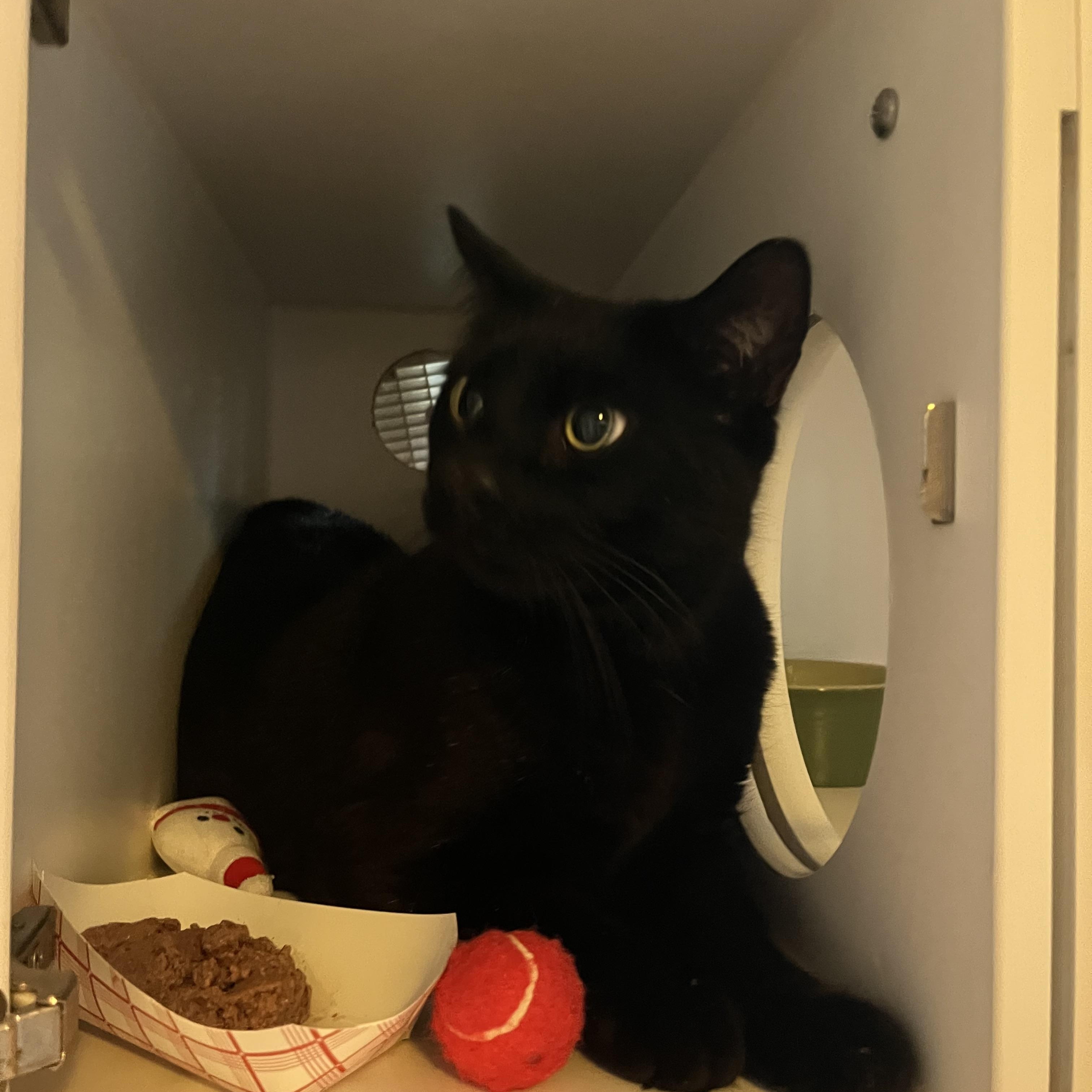 Arnesto, a ADOPTABLE Domestic Short Hair in Salisbury, MA image 3/6