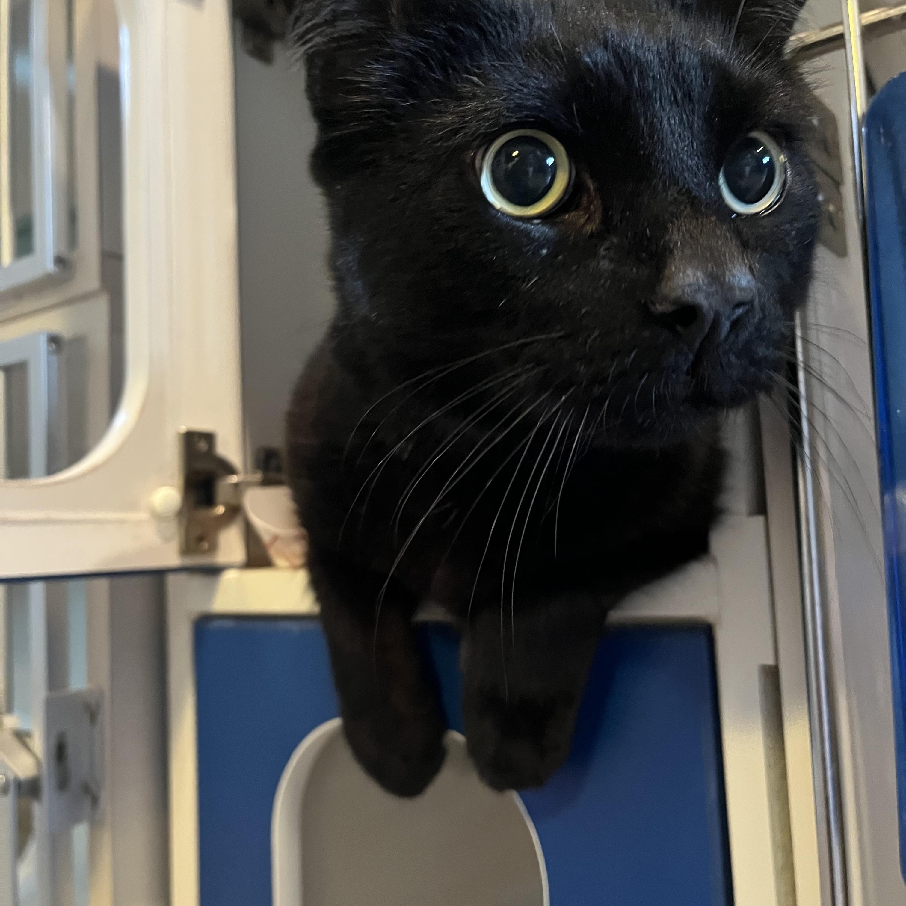 Arnesto, a ADOPTABLE Domestic Short Hair in Salisbury, MA image 6/6