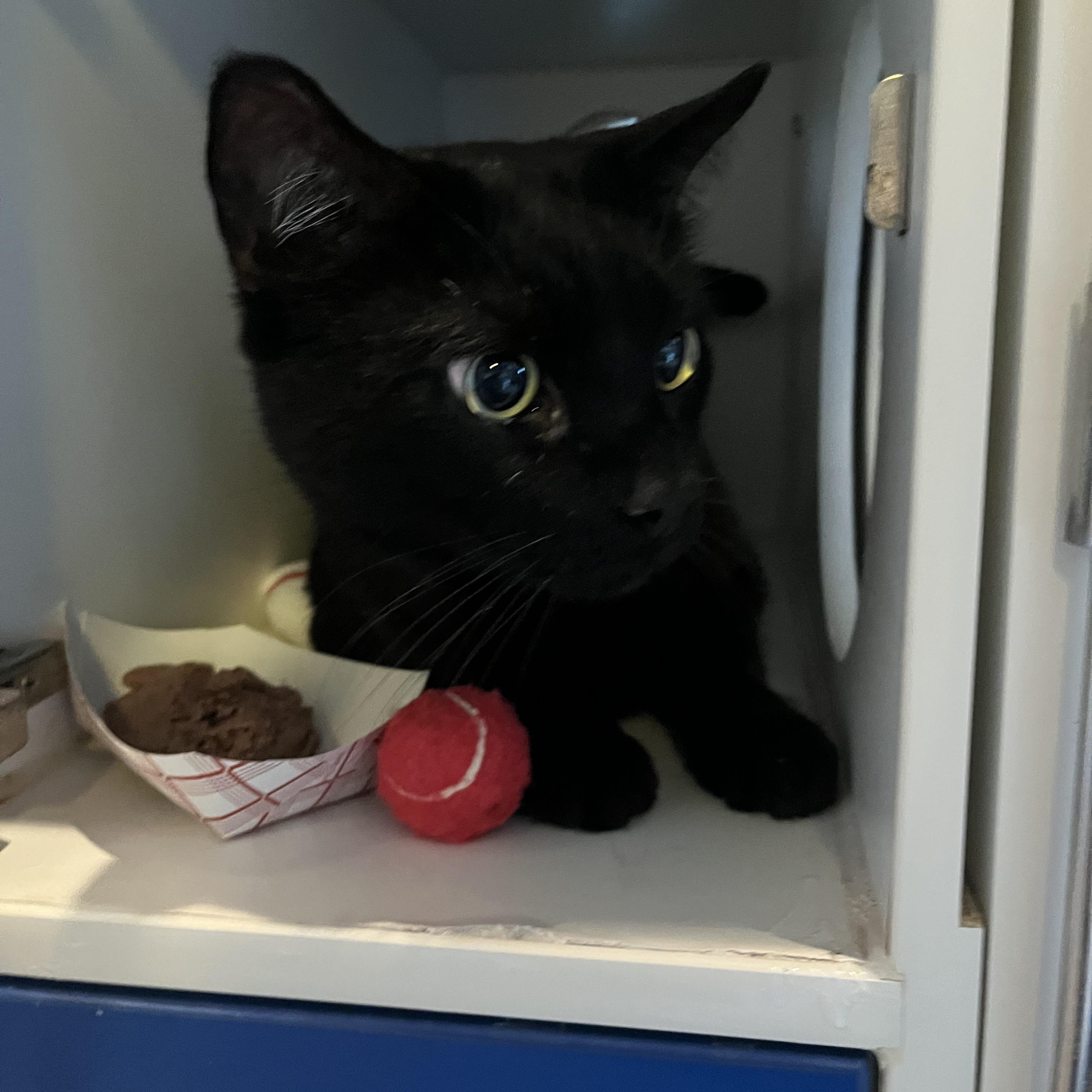 Arnesto, a ADOPTABLE Domestic Short Hair in Salisbury, MA image 4/6