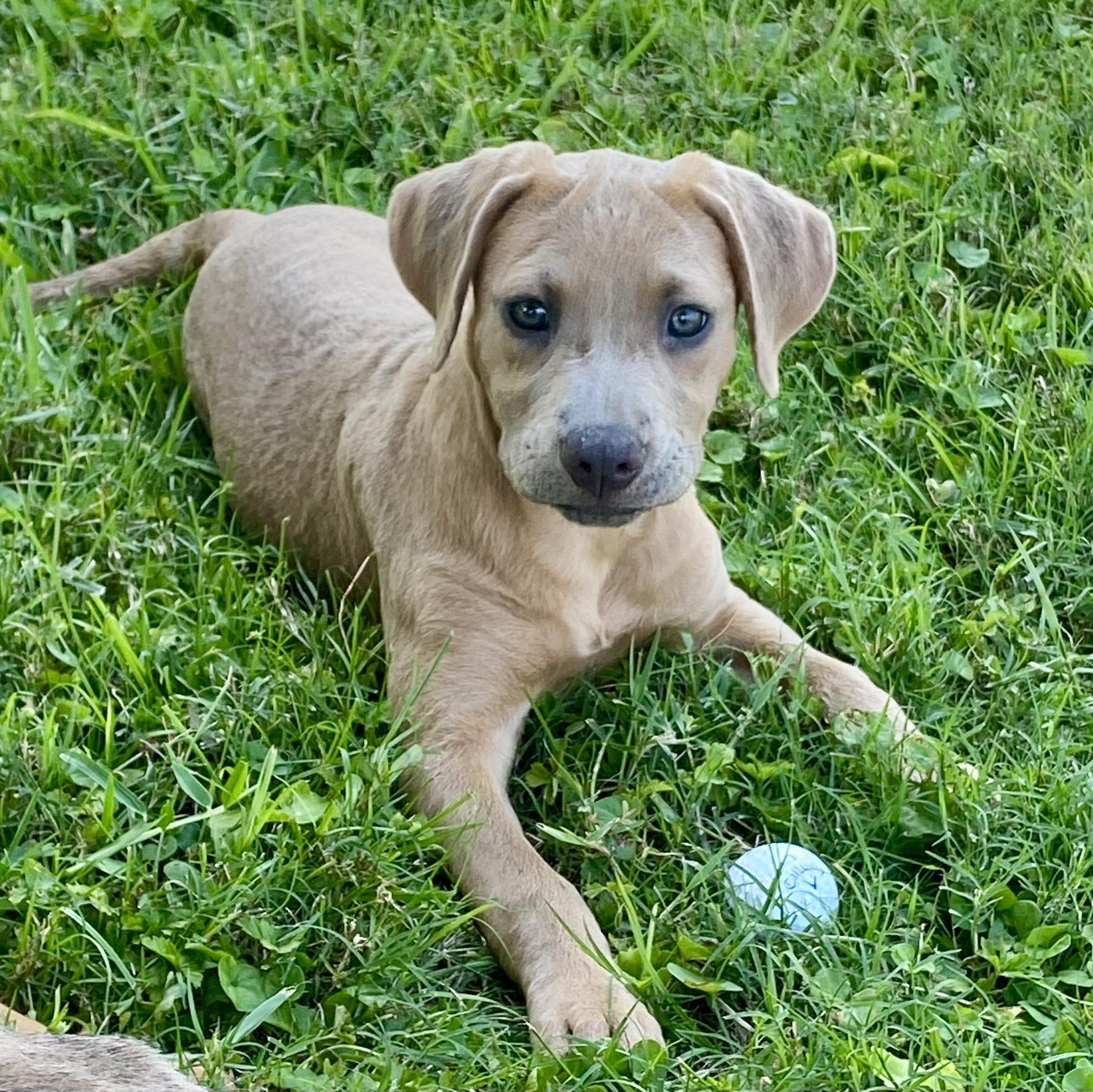 Remi