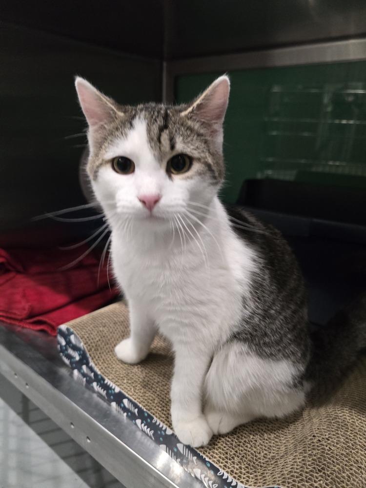Scooter, a Adoptable Domestic Short Hair in Wellington, KS image 3/6