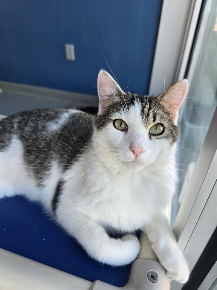 Scooter, a Adoptable Domestic Short Hair in Wellington, KS image 4/6