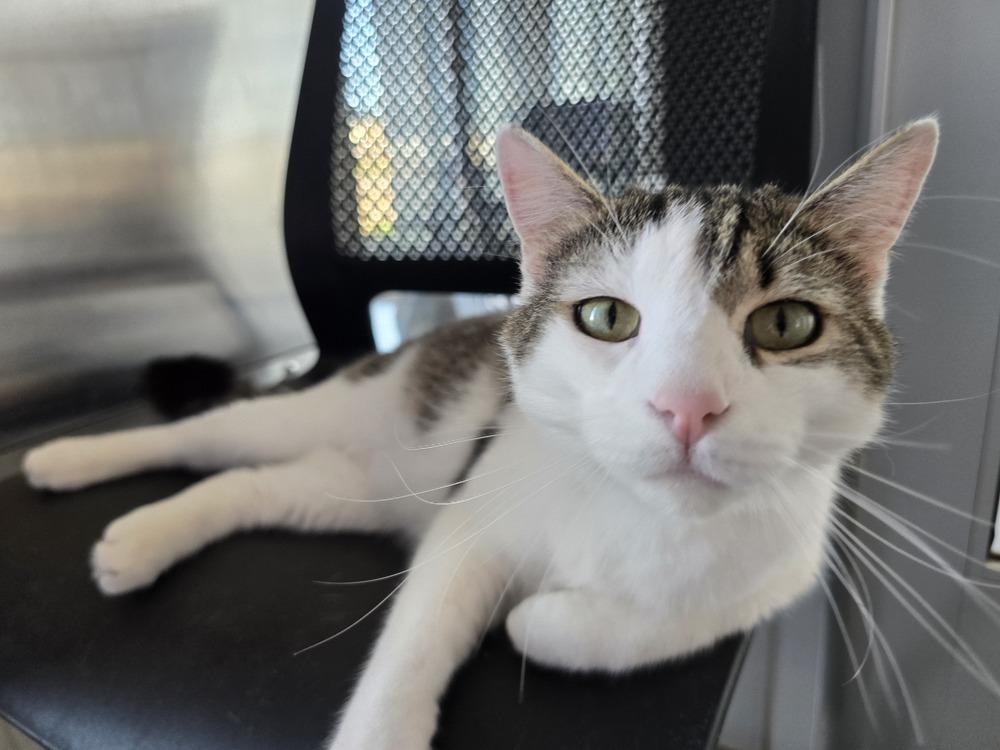 Scooter, a Adoptable Domestic Short Hair in Wellington, KS image 5/6