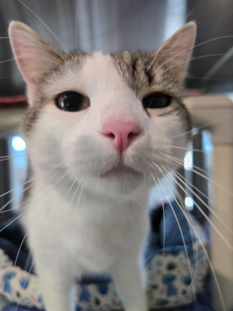 Scooter, a Adoptable Domestic Short Hair in Wellington, KS image 6/6