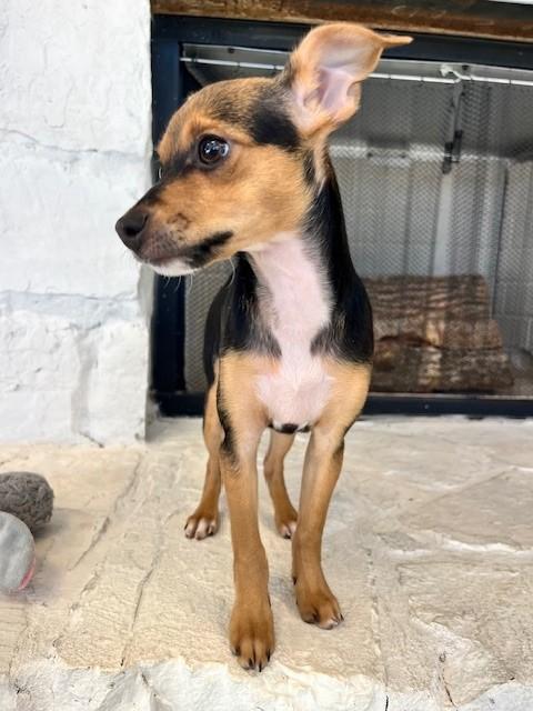 Enlarge Peppermint Patty, an adopted mixed breed in Tyler, TX image 3/4