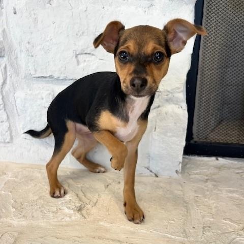 Enlarge Peppermint Patty, an adopted mixed breed in Tyler, TX image 1/4