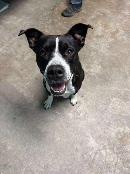 Sassy, an adopted American Staffordshire Terrier in Lewiston, ID image 3/3
