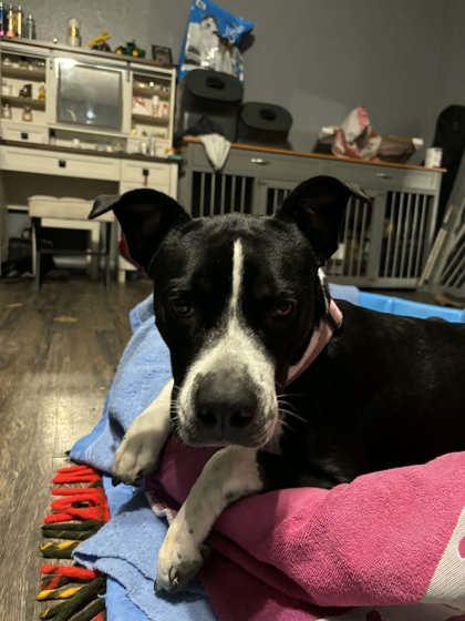 Sassy, an adopted American Staffordshire Terrier in Lewiston, ID image 2/3