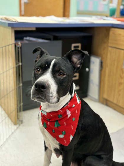 Sassy, adopted, Adult Female American Staffordshire Terrier.