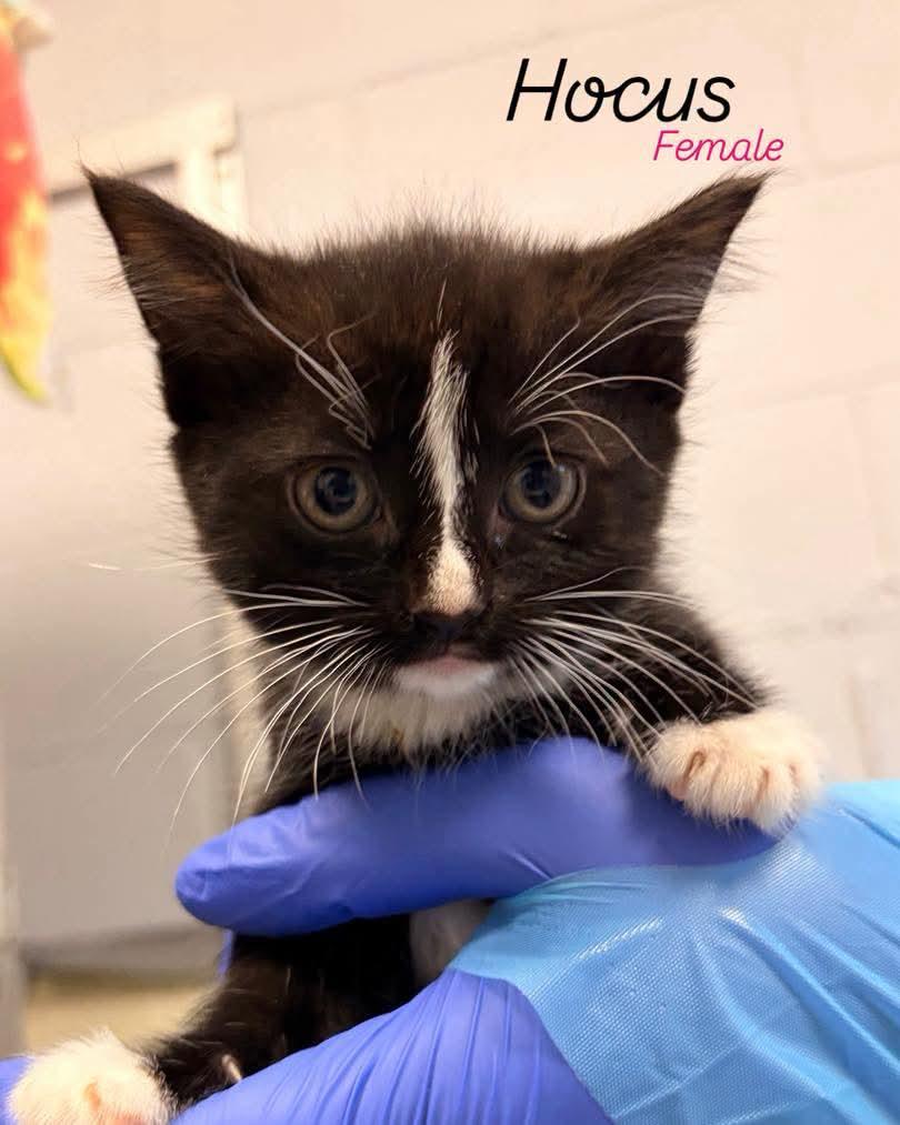 Hocus, Adoptable, Kitten Female Domestic Short Hair.