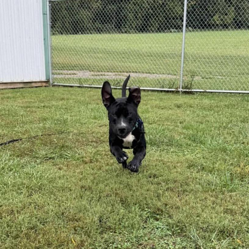 Enlarge Elmer FOSTER NEEDED, a Adoptable mixed breed in Phoenix, MD image 1/6