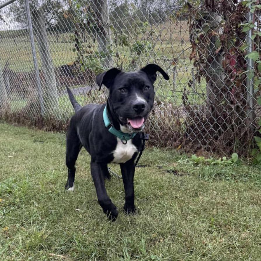 Enlarge Elmer FOSTER NEEDED, a Adoptable mixed breed in Phoenix, MD image 2/6