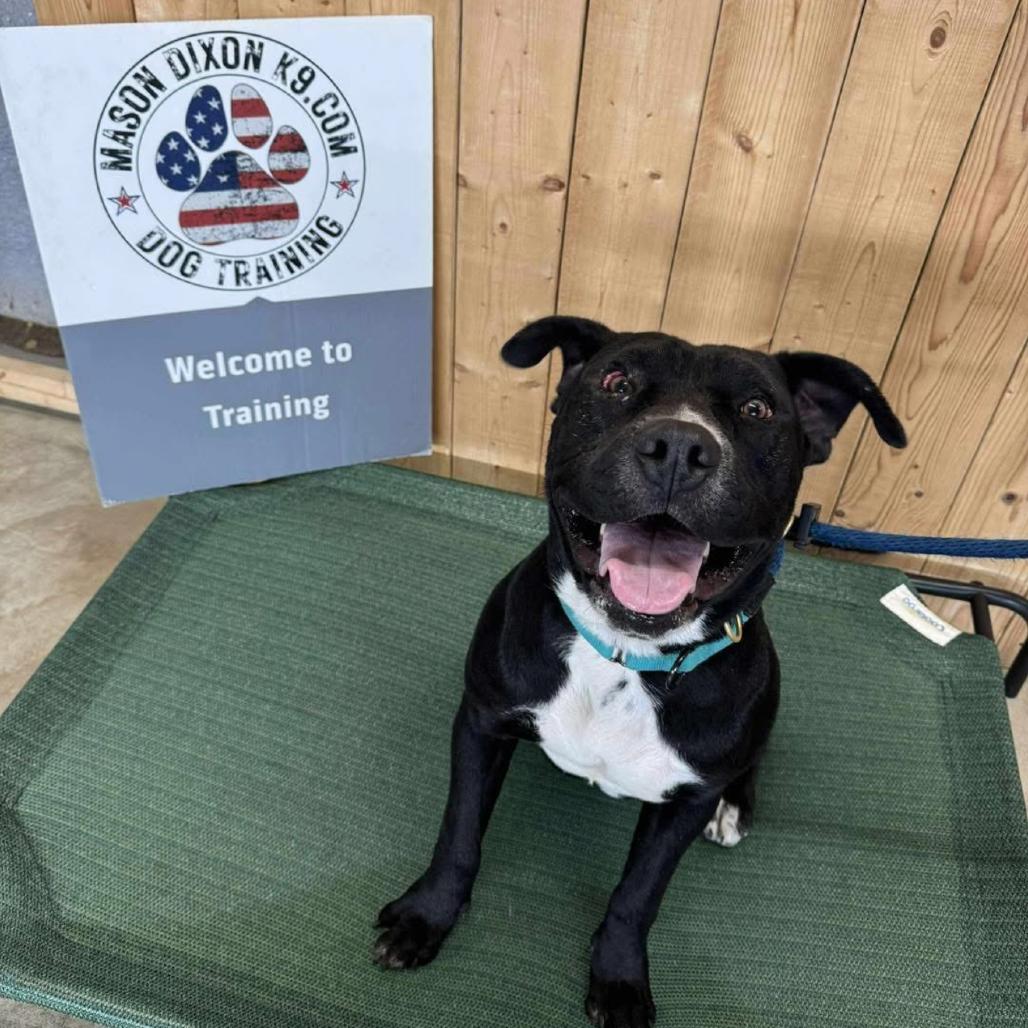 Enlarge Elmer FOSTER NEEDED, a Adoptable mixed breed in Phoenix, MD image 3/6