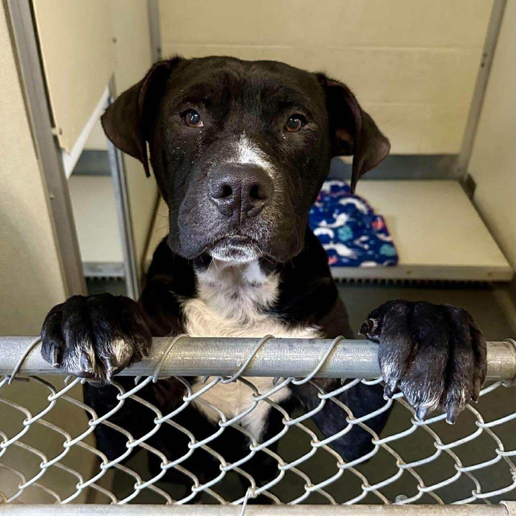 Enlarge Elmer FOSTER NEEDED, a Adoptable mixed breed in Phoenix, MD image 4/6