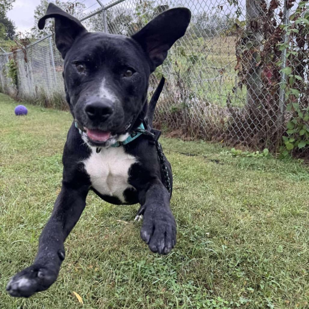 Enlarge Elmer FOSTER NEEDED, a Adoptable mixed breed in Phoenix, MD image 5/6