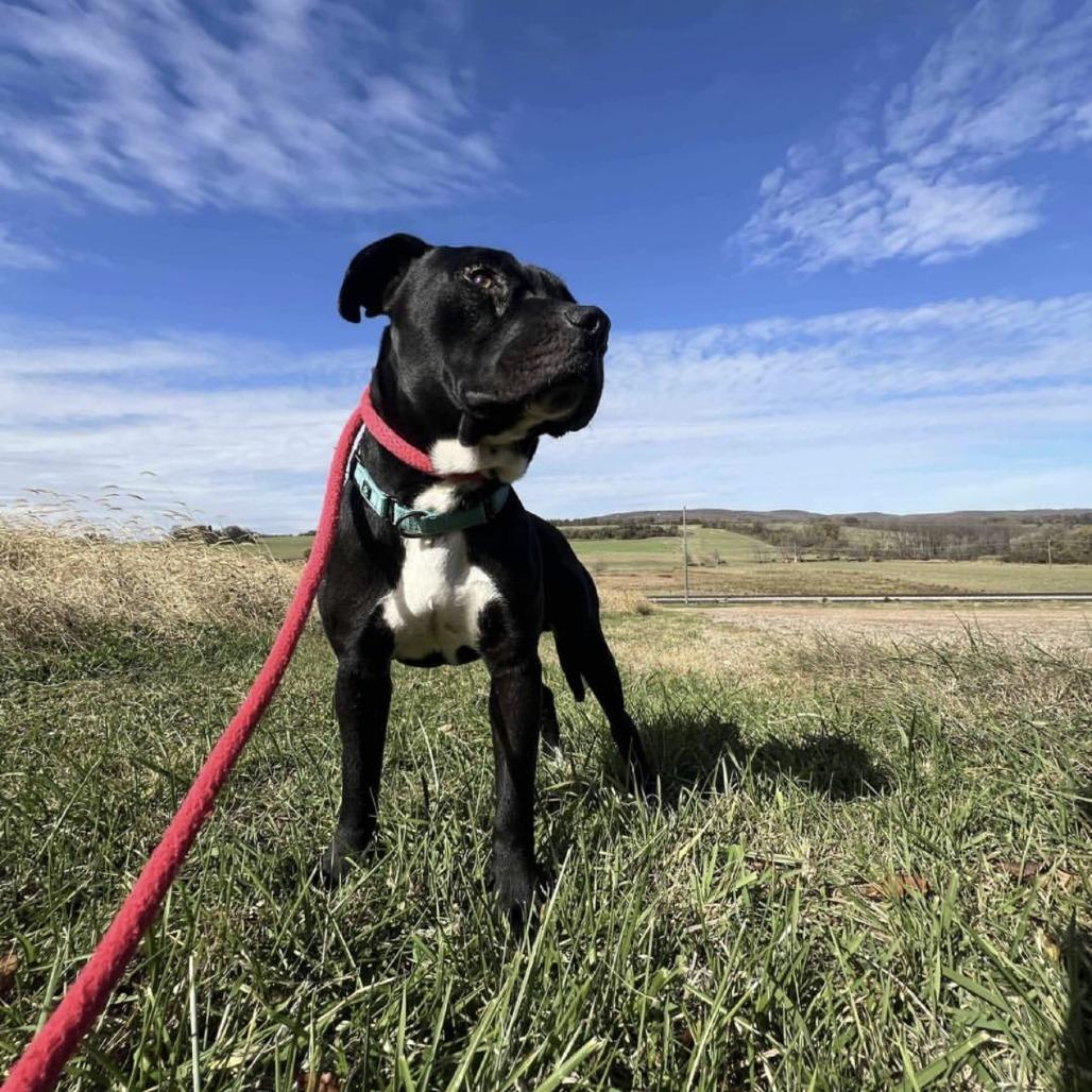 Enlarge Elmer FOSTER NEEDED, a Adoptable mixed breed in Phoenix, MD image 6/6