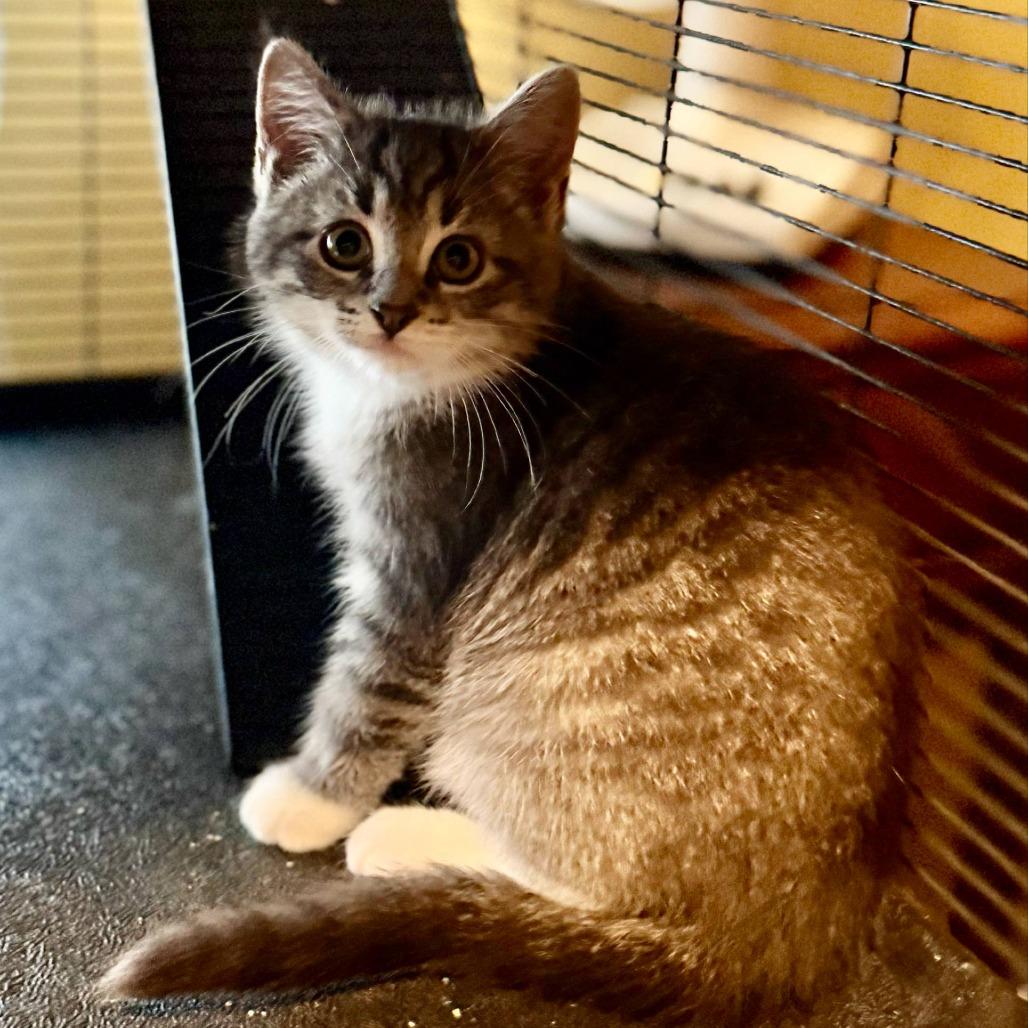 Enlarge Hector, a Adoptable Domestic Short Hair in Williston, FL image 1/1