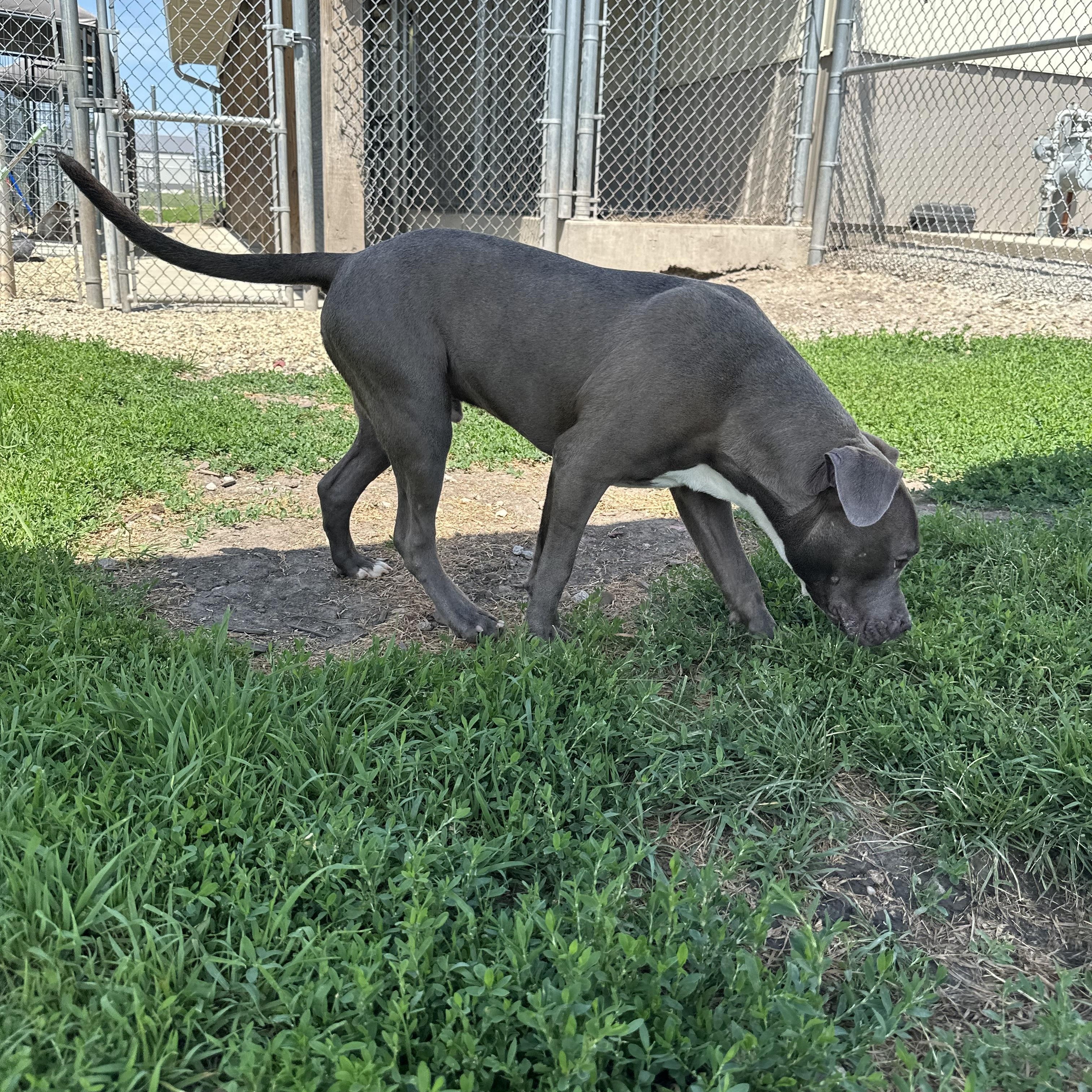 Jax, an adoptable mixed breed in Clinton, IL image 3/3