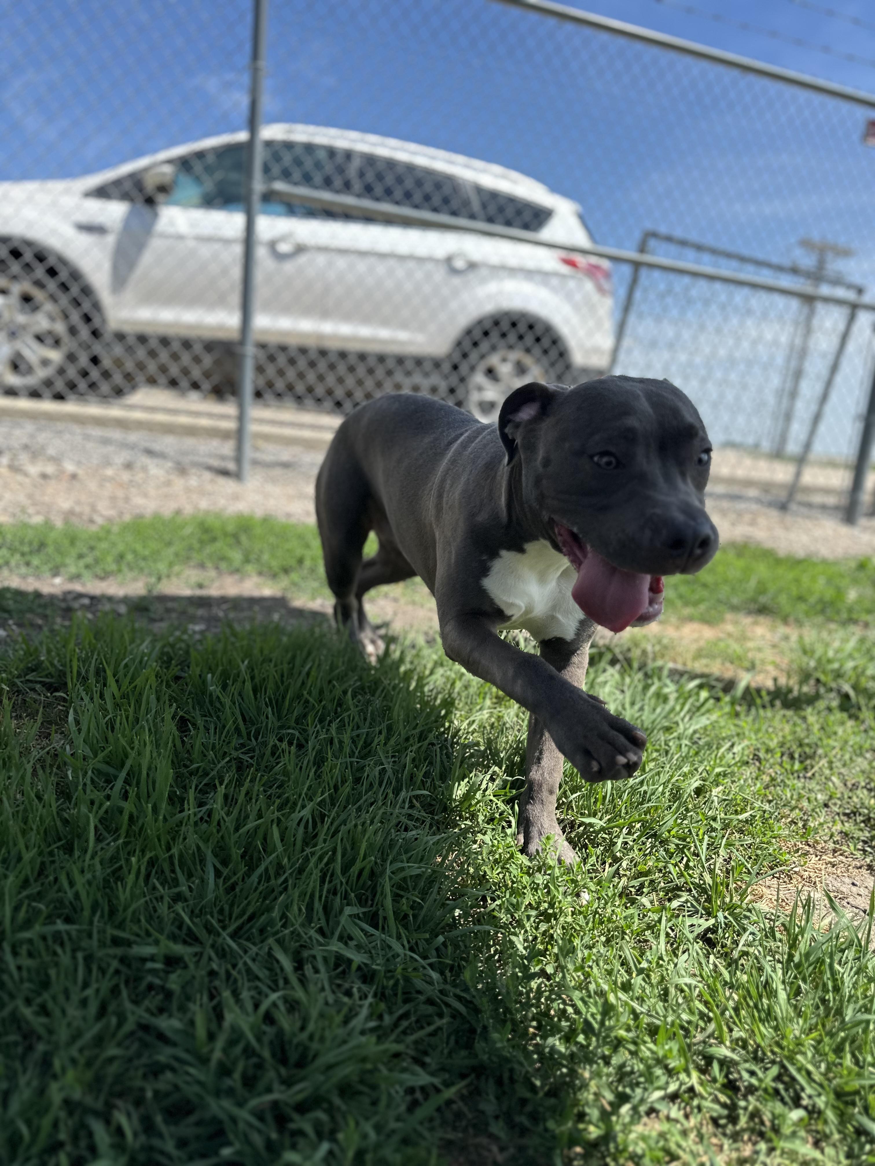 Jax, an adoptable mixed breed in Clinton, IL image 1/3