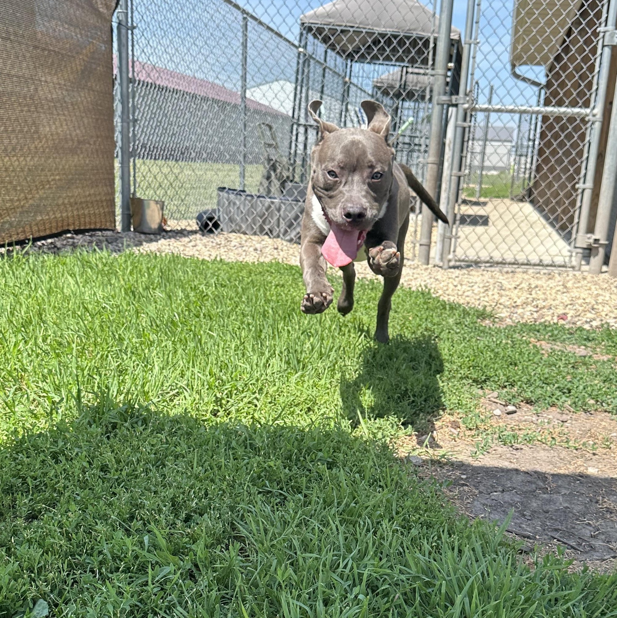 Jax, an adoptable mixed breed in Clinton, IL image 2/3
