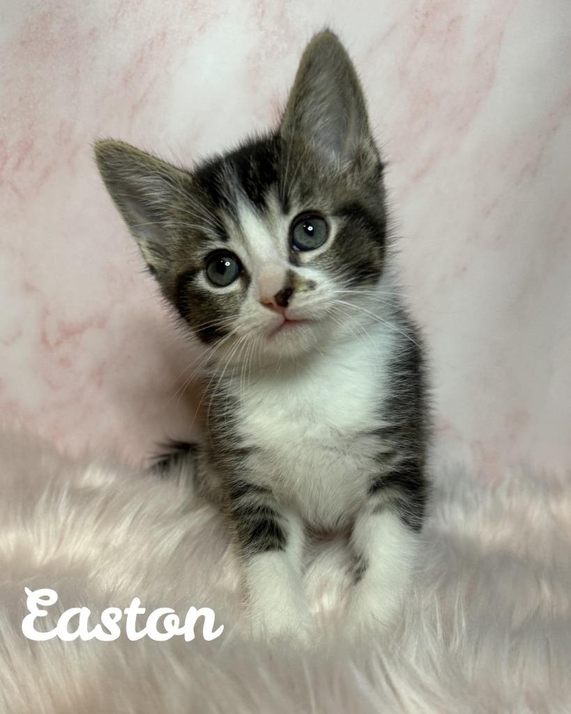 Easton, a Adoptable mixed breed in San Pedro, CA image 2/2