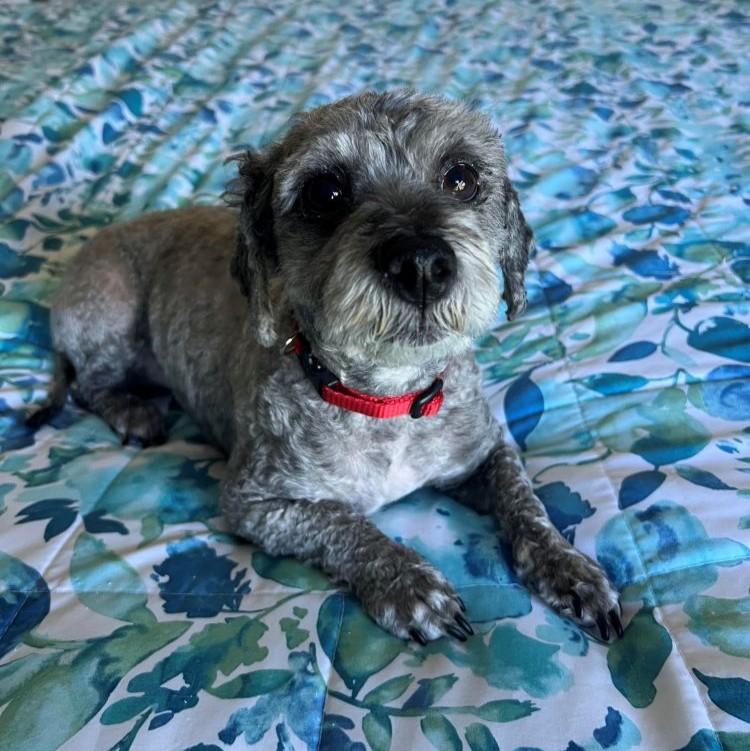 Matt, Adoptable, Adult Male Miniature Schnauzer & Miniature Poodle.