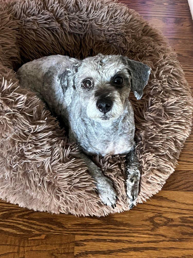 Enlarge Matt, a Adoptable mixed breed in Barrington, IL image 2/5