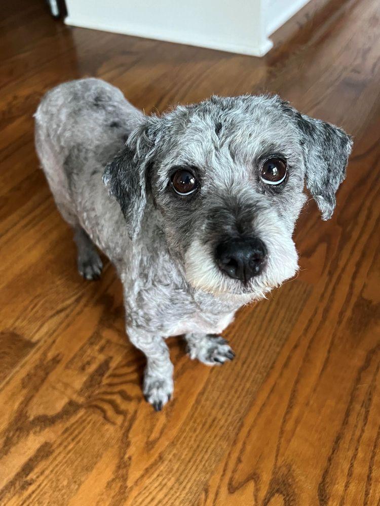 Enlarge Matt, a Adoptable mixed breed in Barrington, IL image 5/5