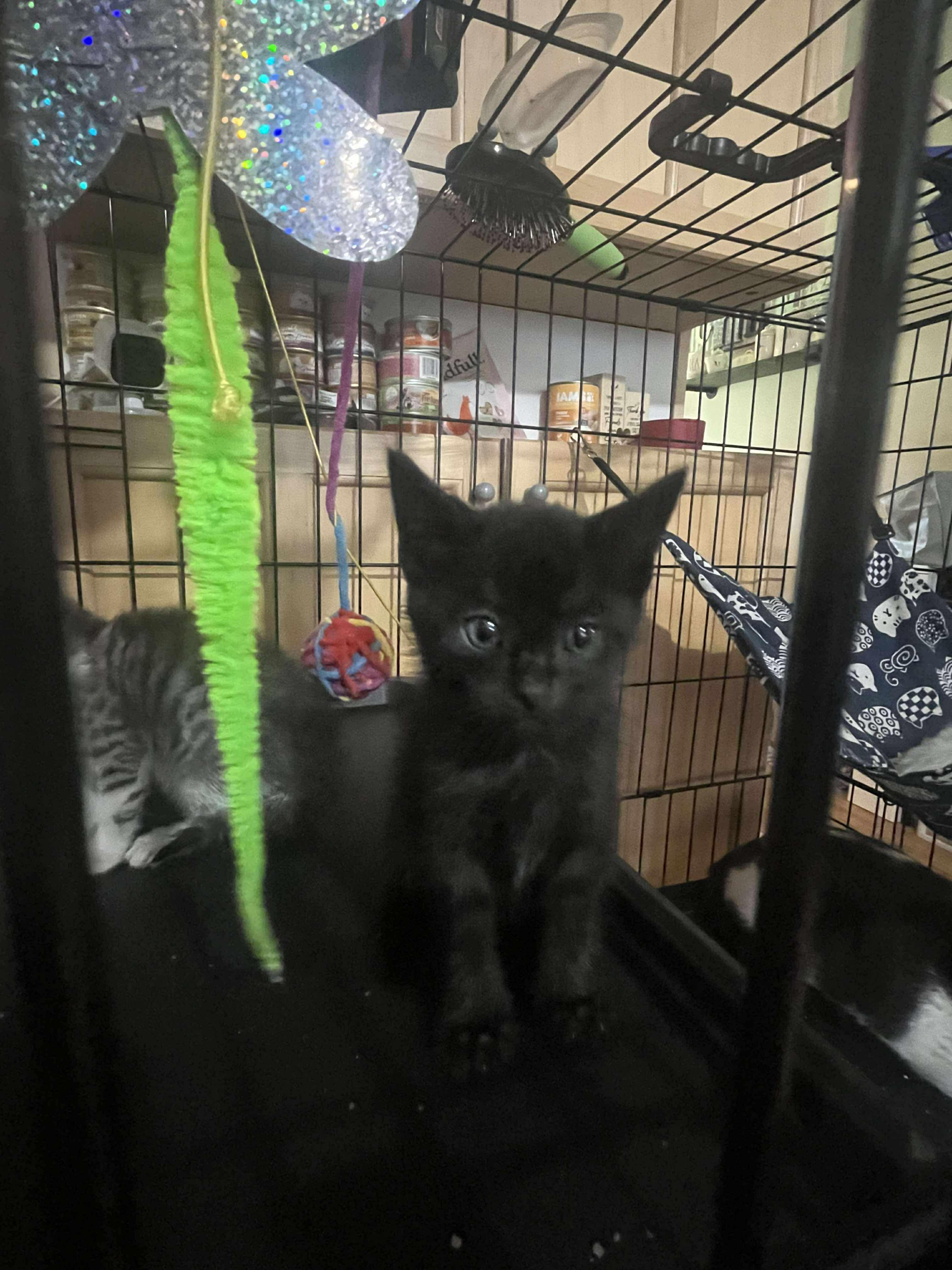Salem, Baby Male Domestic Short Hair