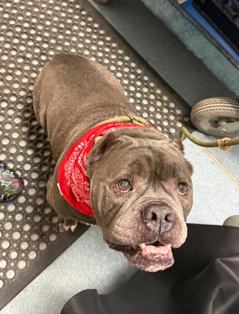 Biggie Smalls, ADOPTABLE, Senior Male American Bully.
