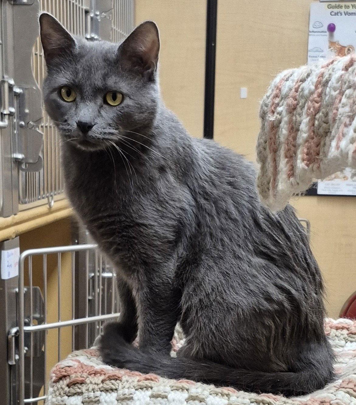 Quinn, Adoptable, Adult Female Domestic Short Hair.