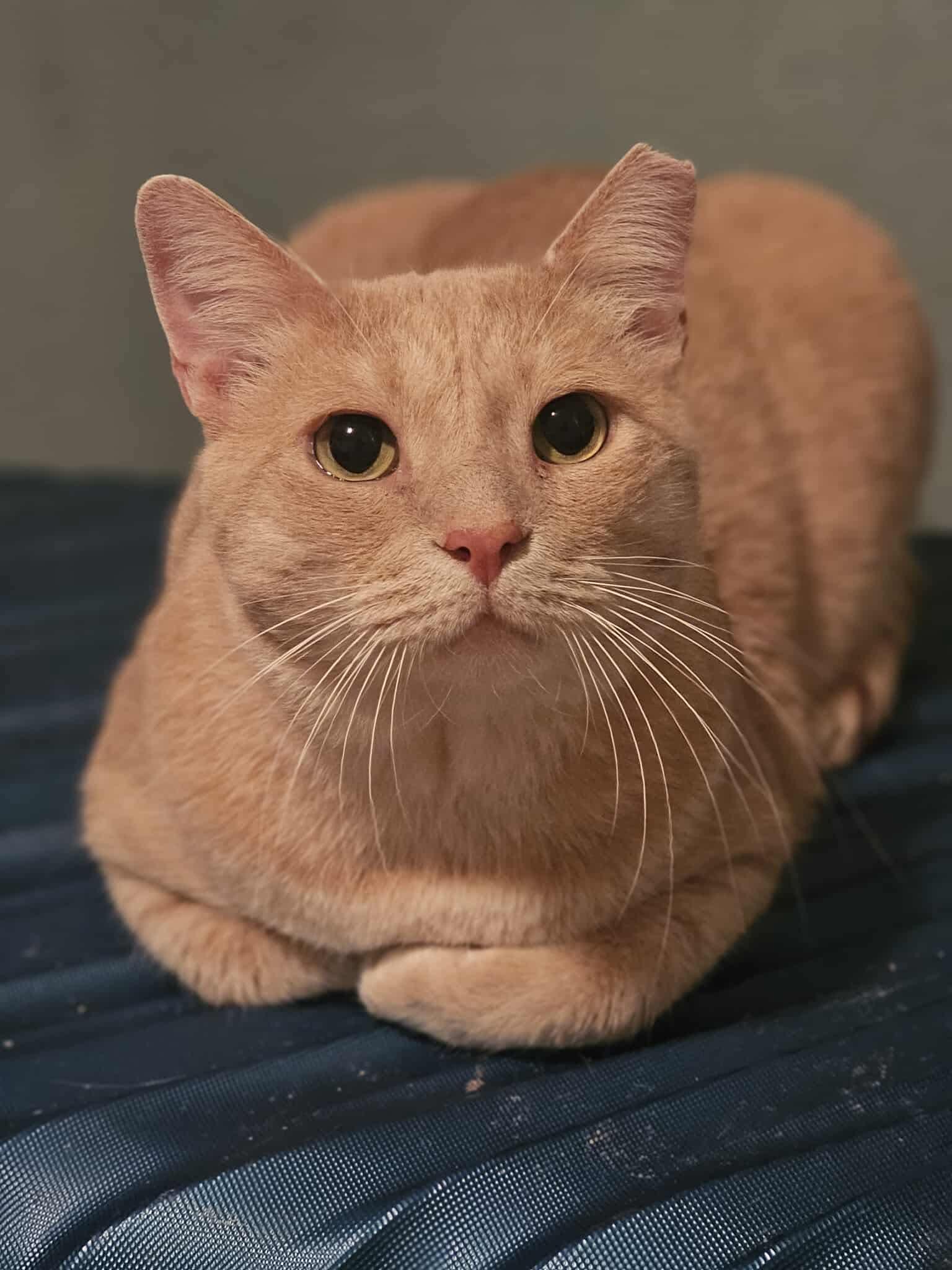 Enlarge Marcus, a Adoptable Domestic Short Hair in Fort Oglethorpe, GA image 1/6