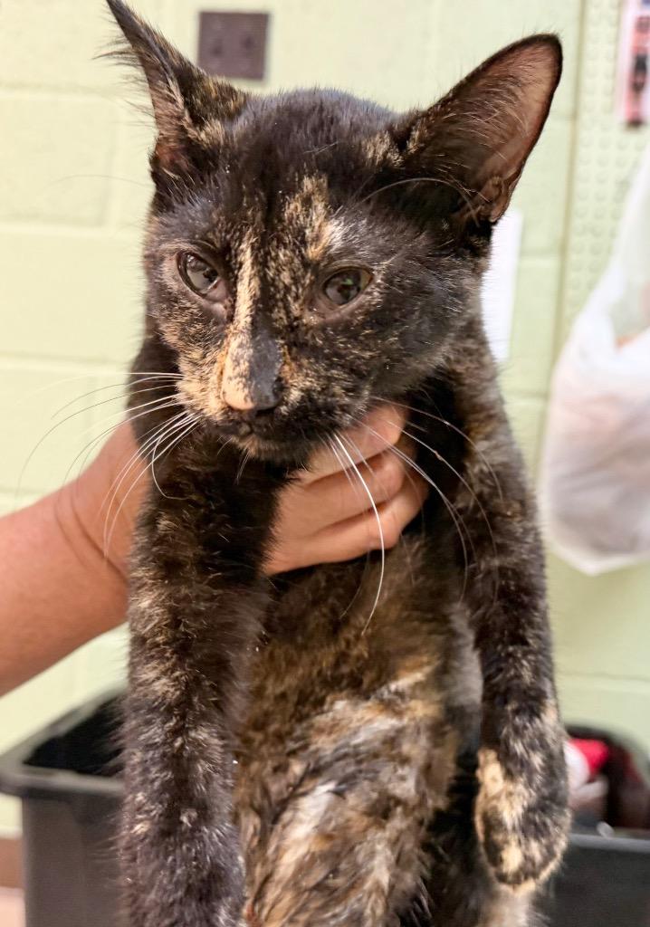 Shasta, Adoptable, Kitten Female Domestic Short Hair.