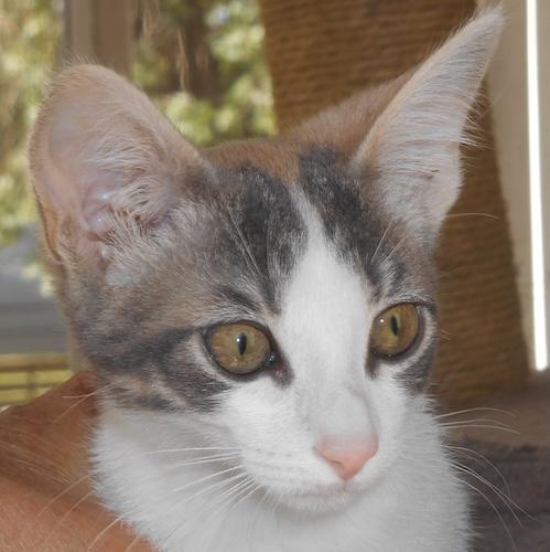 Enlarge SallyRide, an adopted mixed breed in Fair Oaks, CA image 1/1