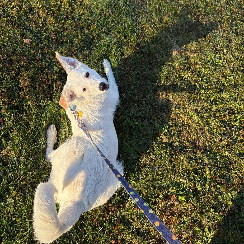 Enlarge Maya, a Adoptable mixed breed in Novelty, OH image 2/5