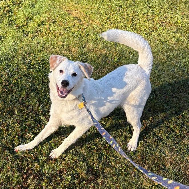 Enlarge Maya, a Adoptable mixed breed in Novelty, OH image 3/5