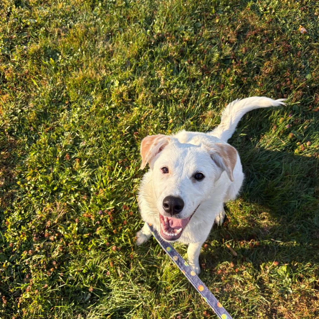 Enlarge Maya, a Adoptable mixed breed in Novelty, OH image 4/5