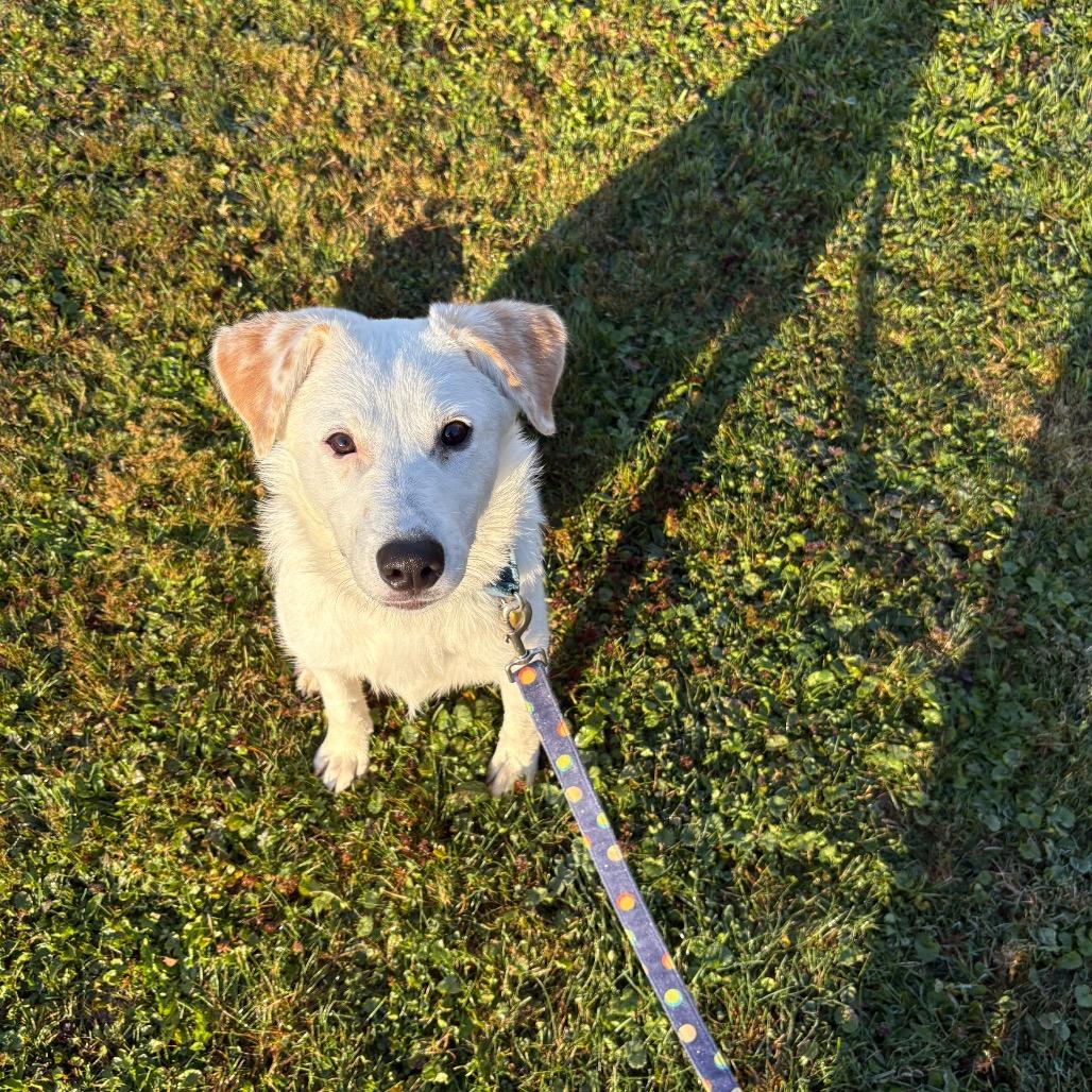 Enlarge Maya, a Adoptable mixed breed in Novelty, OH image 5/5