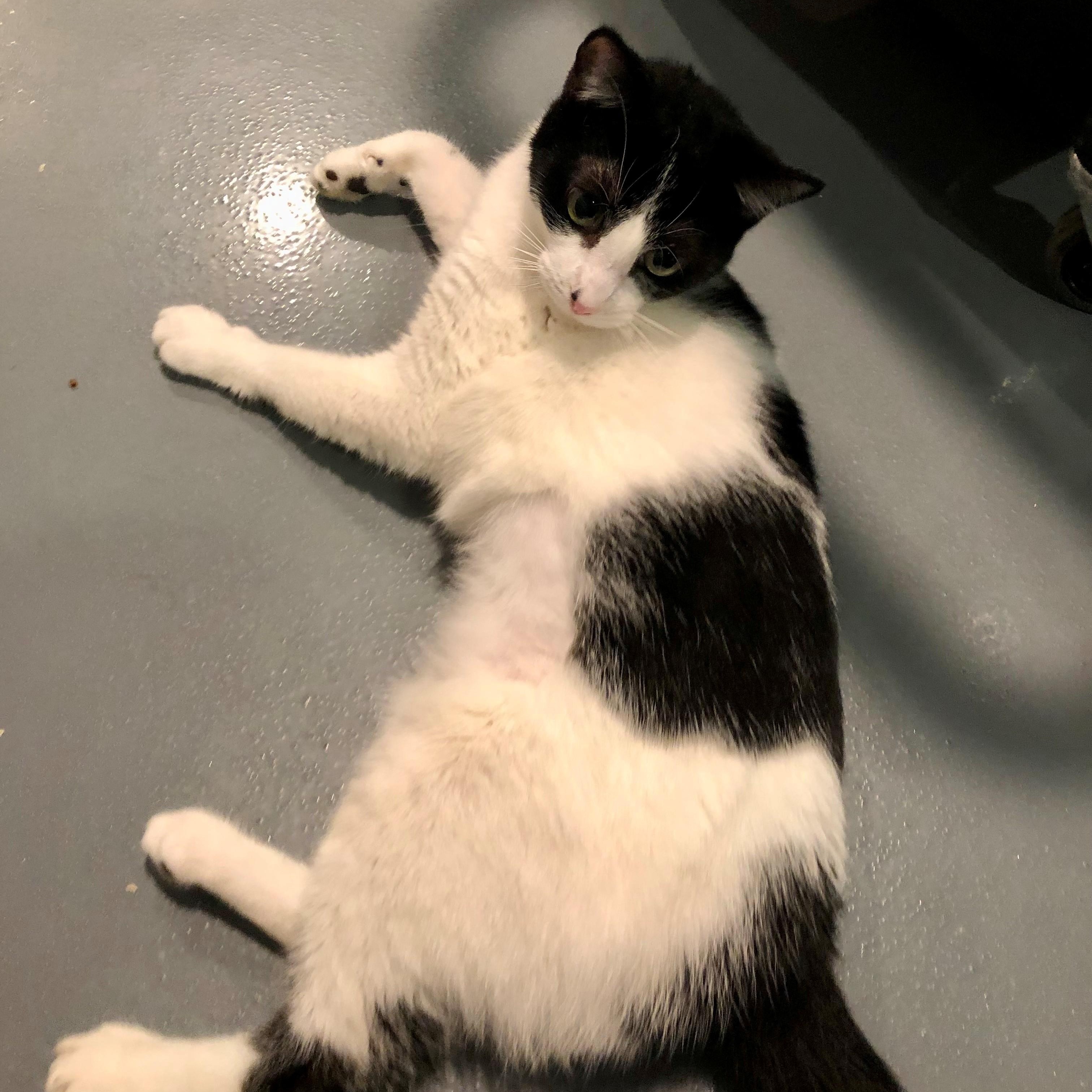 Enlarge Piper, a ADOPTABLE Domestic Short Hair in Lodi, CA image 2/2