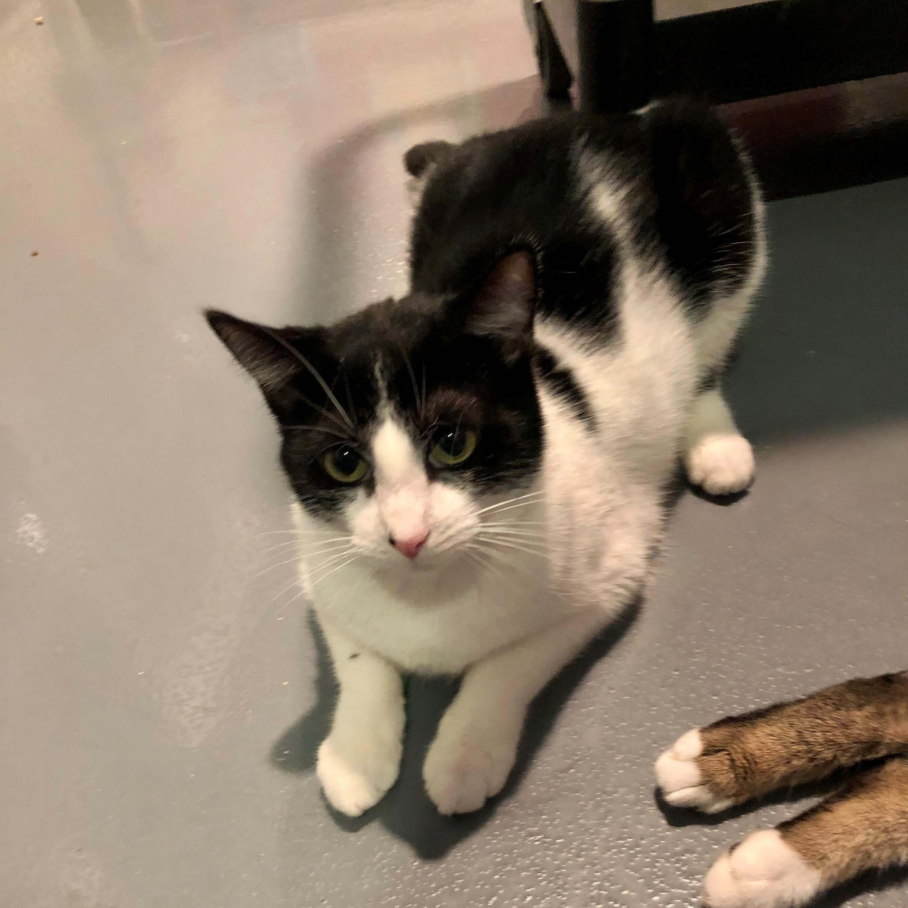 Enlarge Piper, a ADOPTABLE Domestic Short Hair in Lodi, CA image 1/2