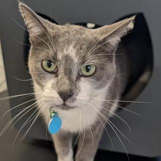 Capone, Adoptable, Adult Male Domestic Short Hair.