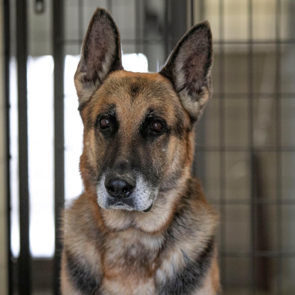 Benji (S25-46), a Adoptable German Shepherd Dog in Bendena, KS image 3/6
