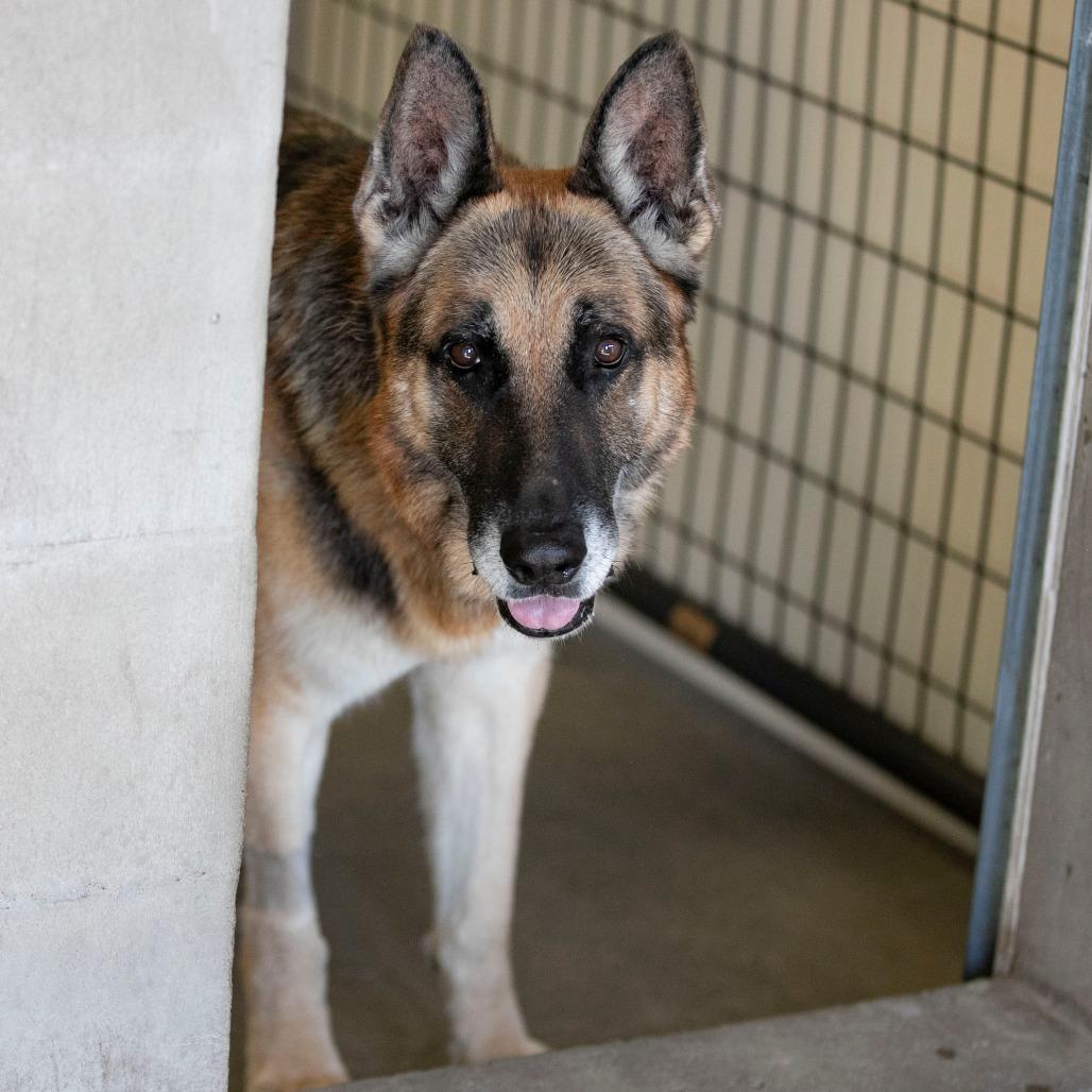 Benji (S25-46), a Adoptable German Shepherd Dog in Bendena, KS image 6/6